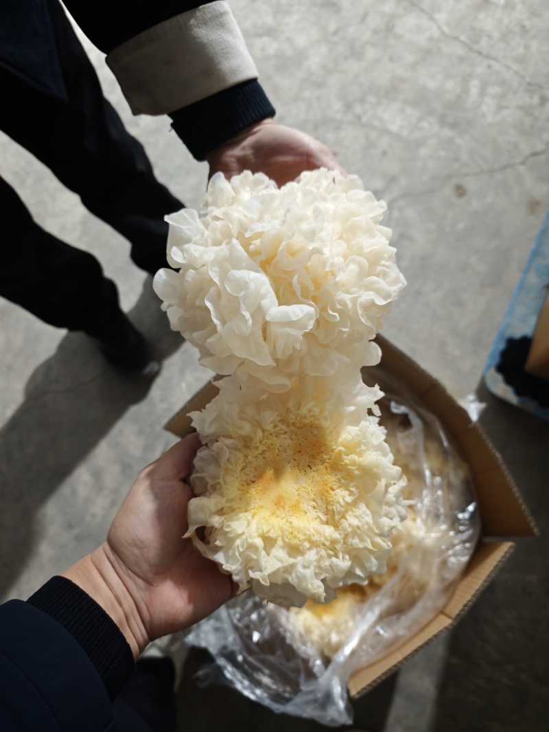 银耳鲜品，有货，货源稳定，一年四季都有。