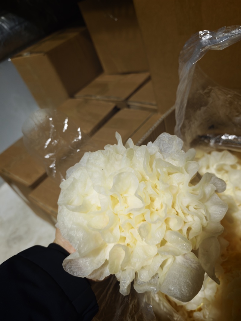 银耳鲜品，有货，货源稳定，一年四季都有。