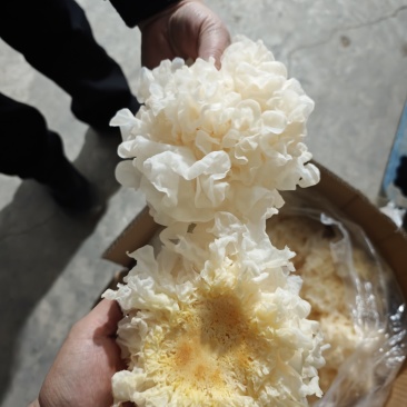 银耳鲜品，有货，货源稳定，一年四季都有。