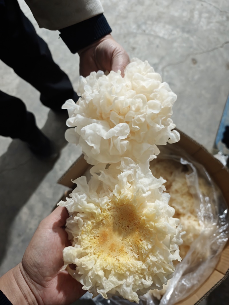 银耳鲜品，有货，货源稳定，一年四季都有。