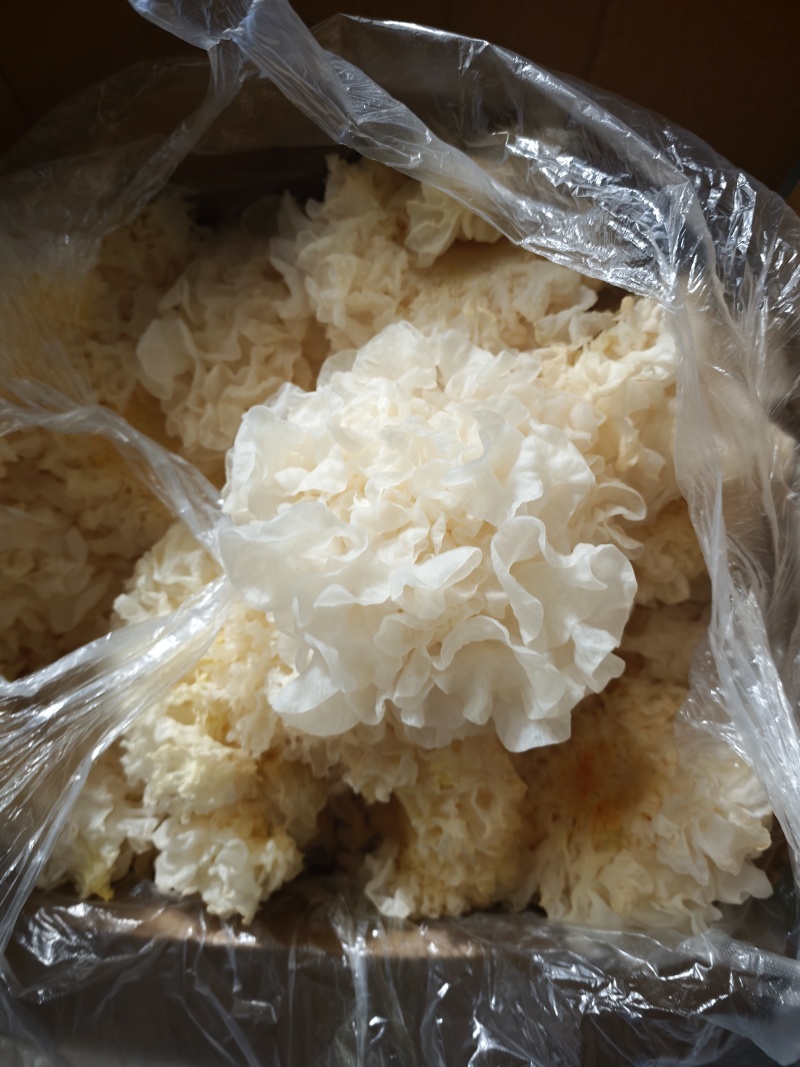 银耳鲜品，有货，货源稳定，一年四季都有。