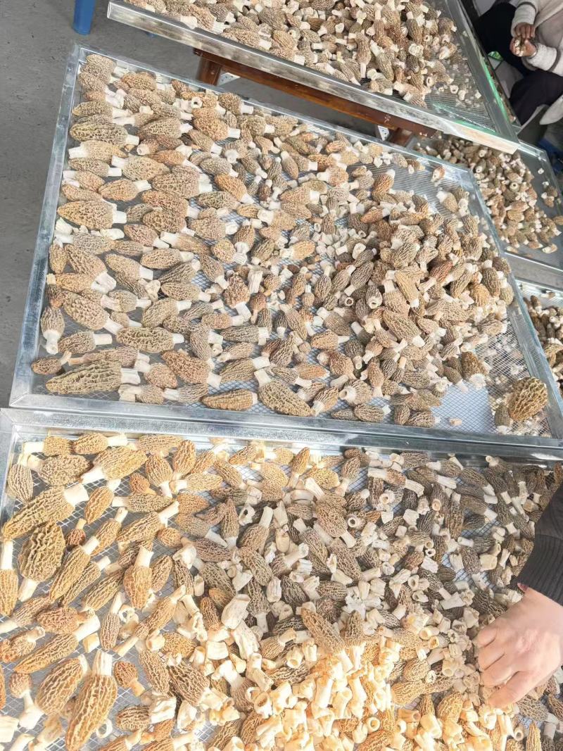 羊肚菌
