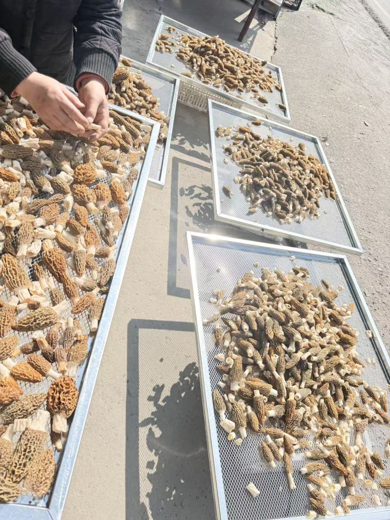 羊肚菌