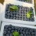 山东日照蓝莓