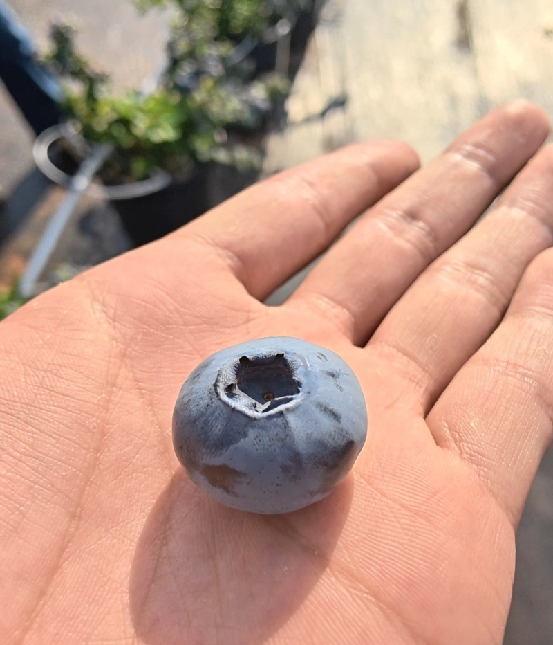 自家露天种植，品质有保障。可发快递全国飞。L11F6