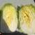 黄心大白菜规格3456