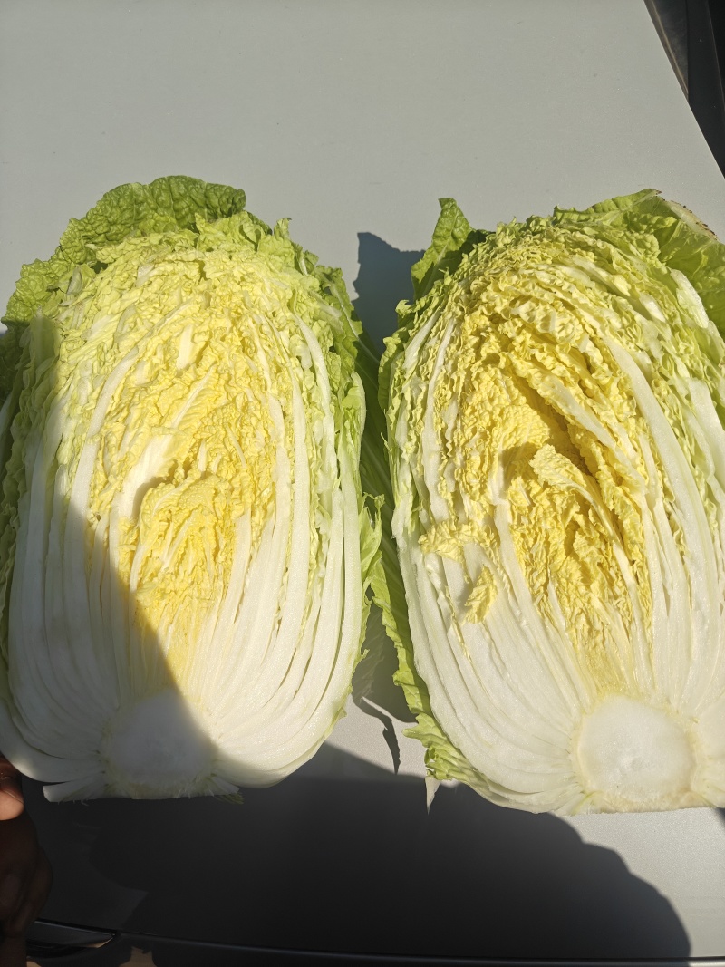 黄心大白菜规格3456