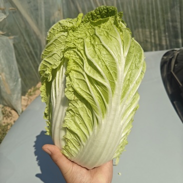 黄心大白菜规格3456