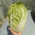 黄心大白菜规格3456