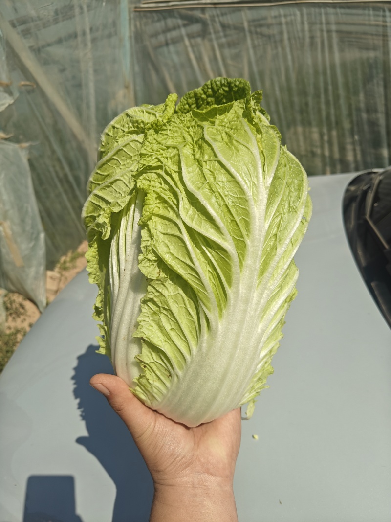 黄心大白菜规格3456