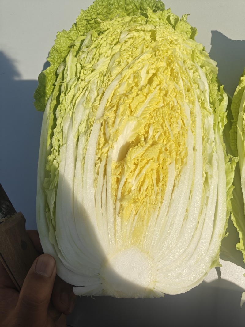 黄心大白菜规格3456