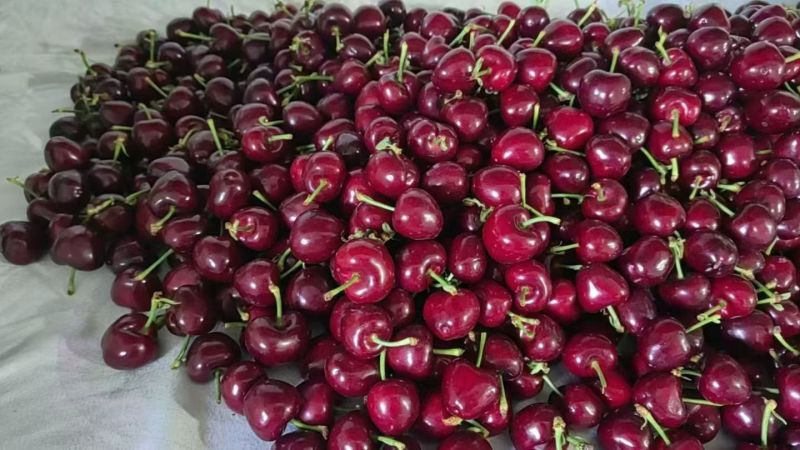 山东大樱桃🍒
