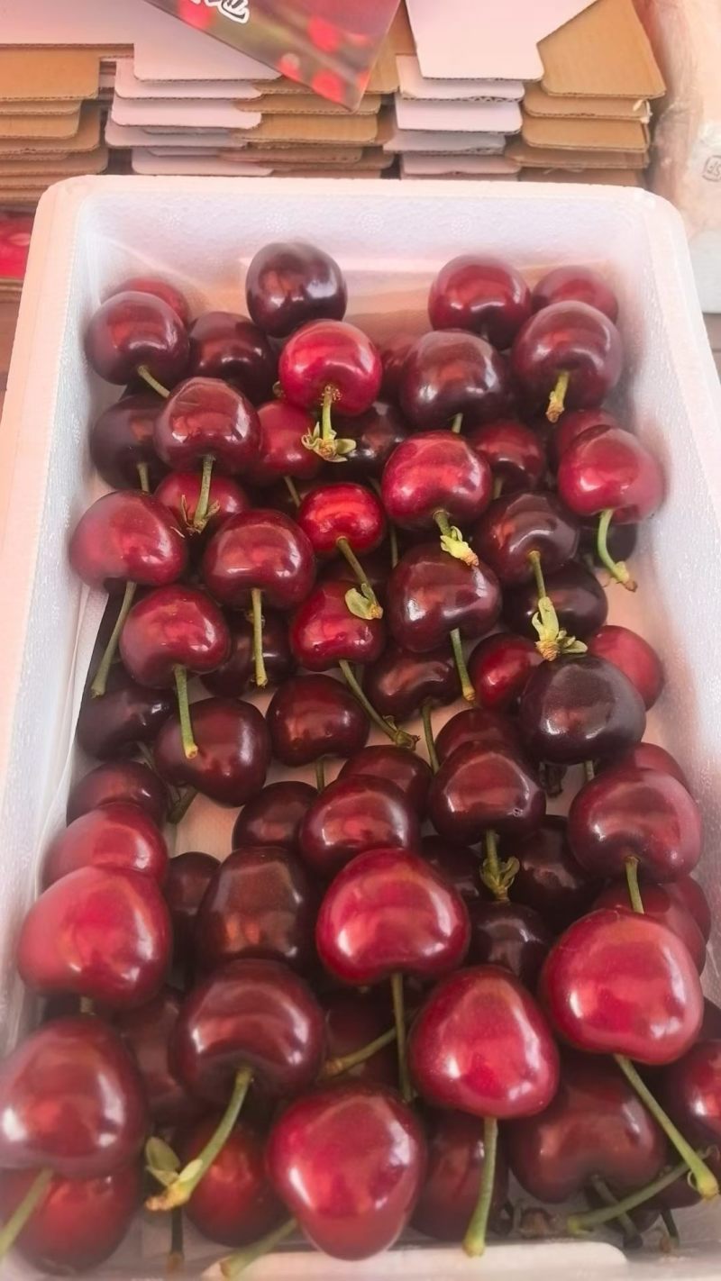山东大樱桃🍒