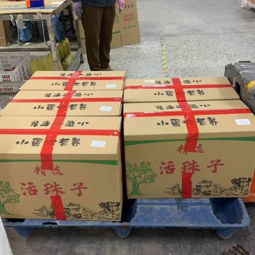 活珠子