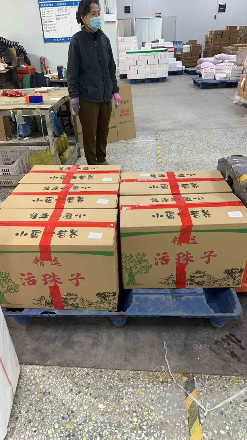 活珠子