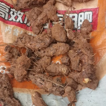 精选野生土茯苓价格美丽欢迎电话咨询