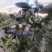 云南·江川花香蓝莓