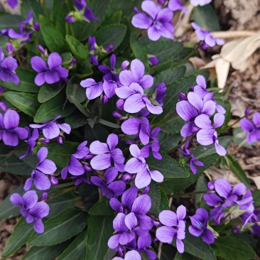 紫花地丁