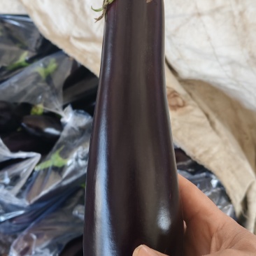 绿把长茄