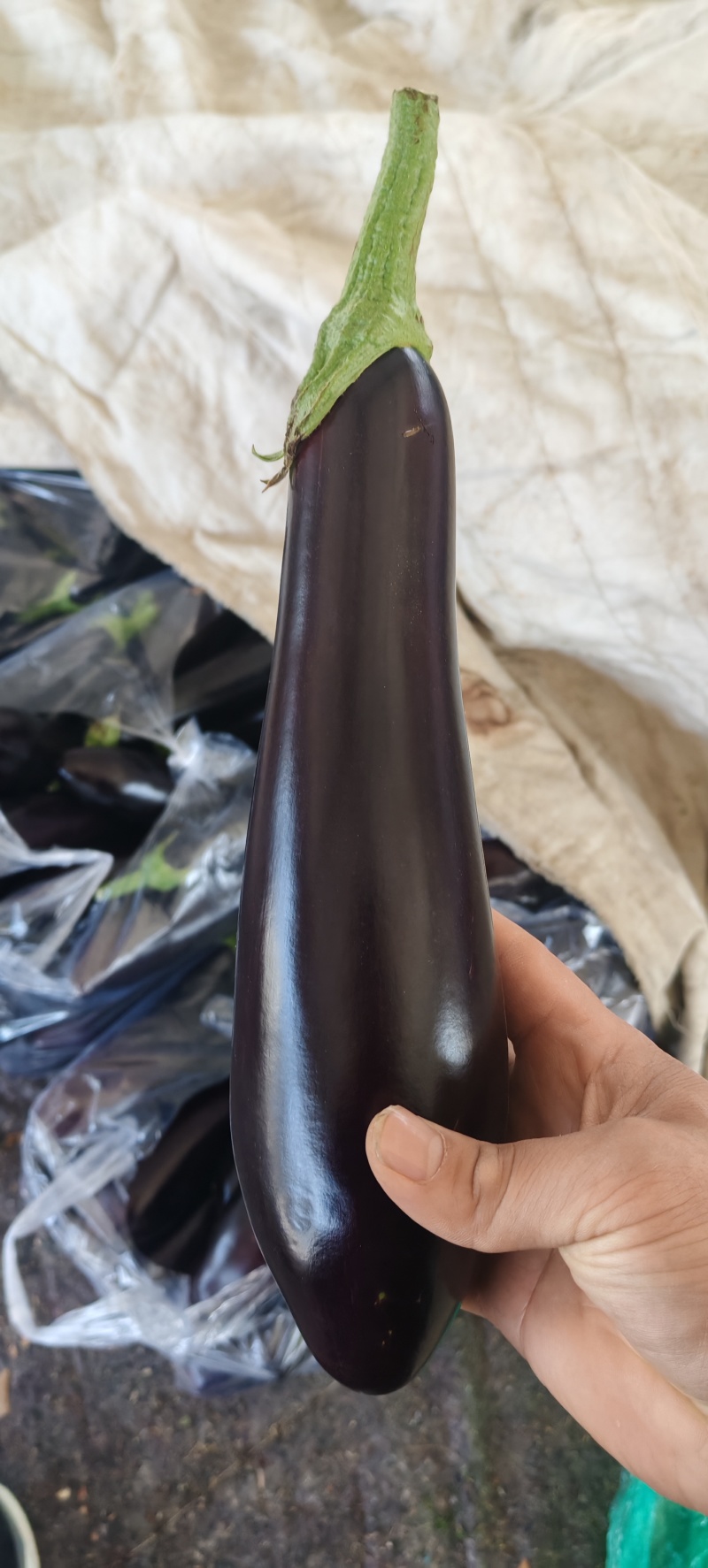 绿把长茄
