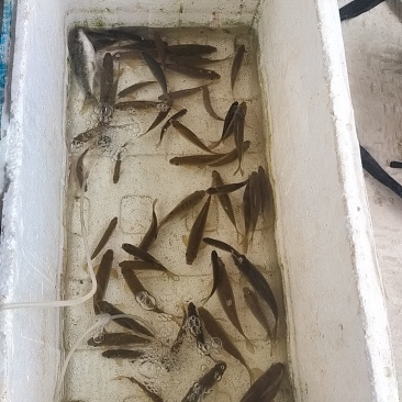 精品石鲮鱼