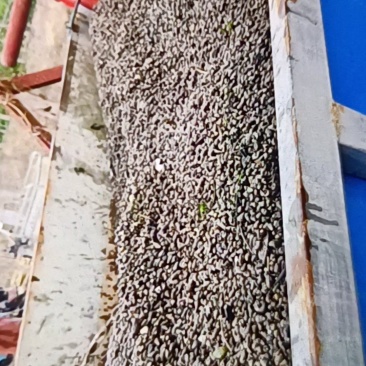 大量鲜活饲料螺蛳出售