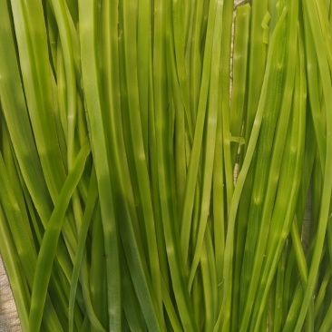 云南头茬贡菜