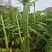 云南头茬贡菜