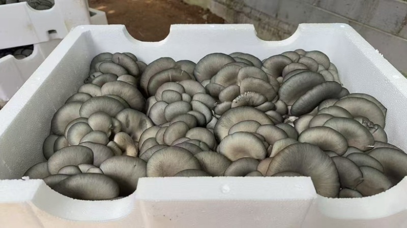 【黑平菇】张家口基地直发，长期供货，口碑不错