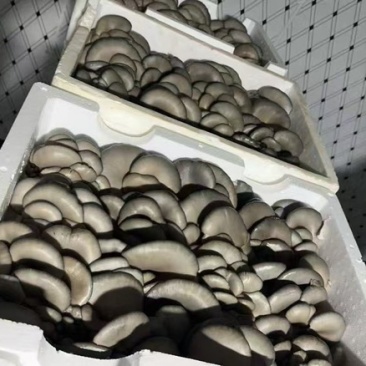 【黑平菇】张家口基地直发，长期供货，口碑不错