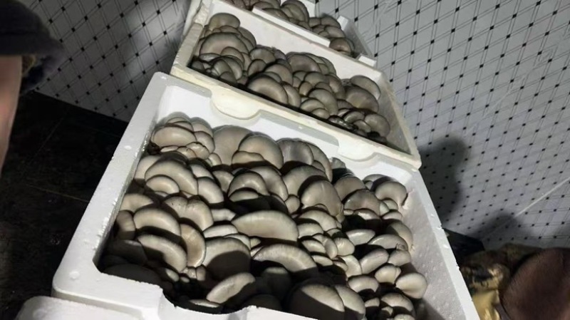 【黑平菇】张家口基地直发，长期供货，口碑不错