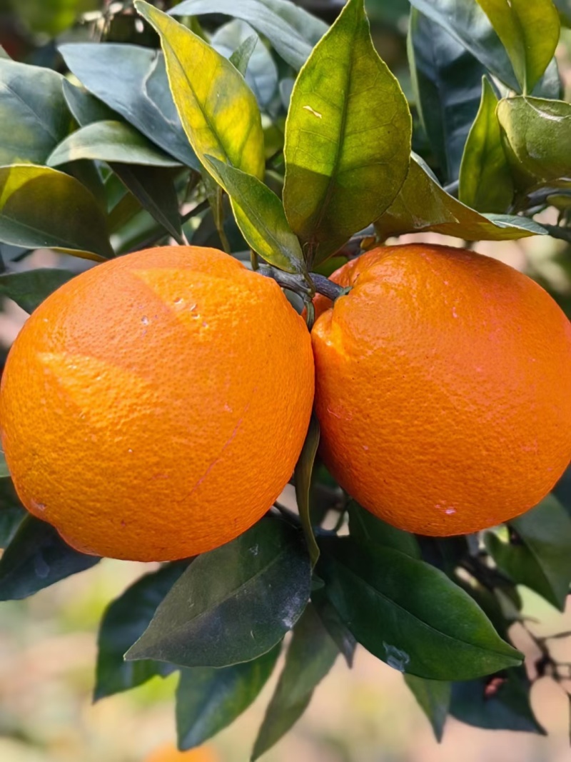 重庆巫山晚橙🍊🍊