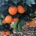 重庆巫山晚橙🍊🍊