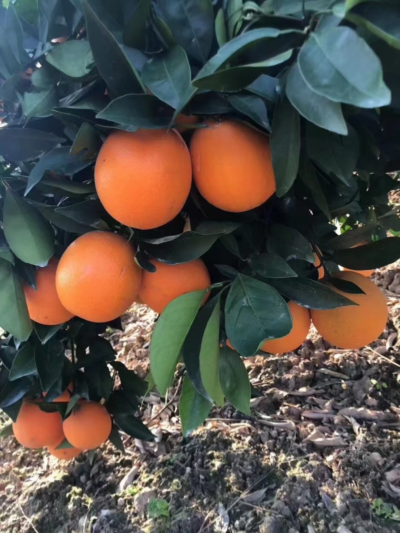 重庆巫山晚橙🍊🍊