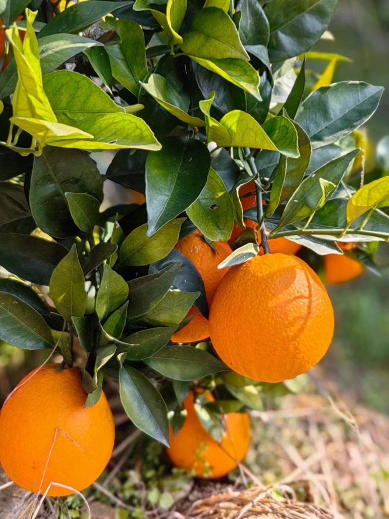 重庆巫山晚橙🍊🍊