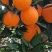 重庆巫山晚橙🍊🍊