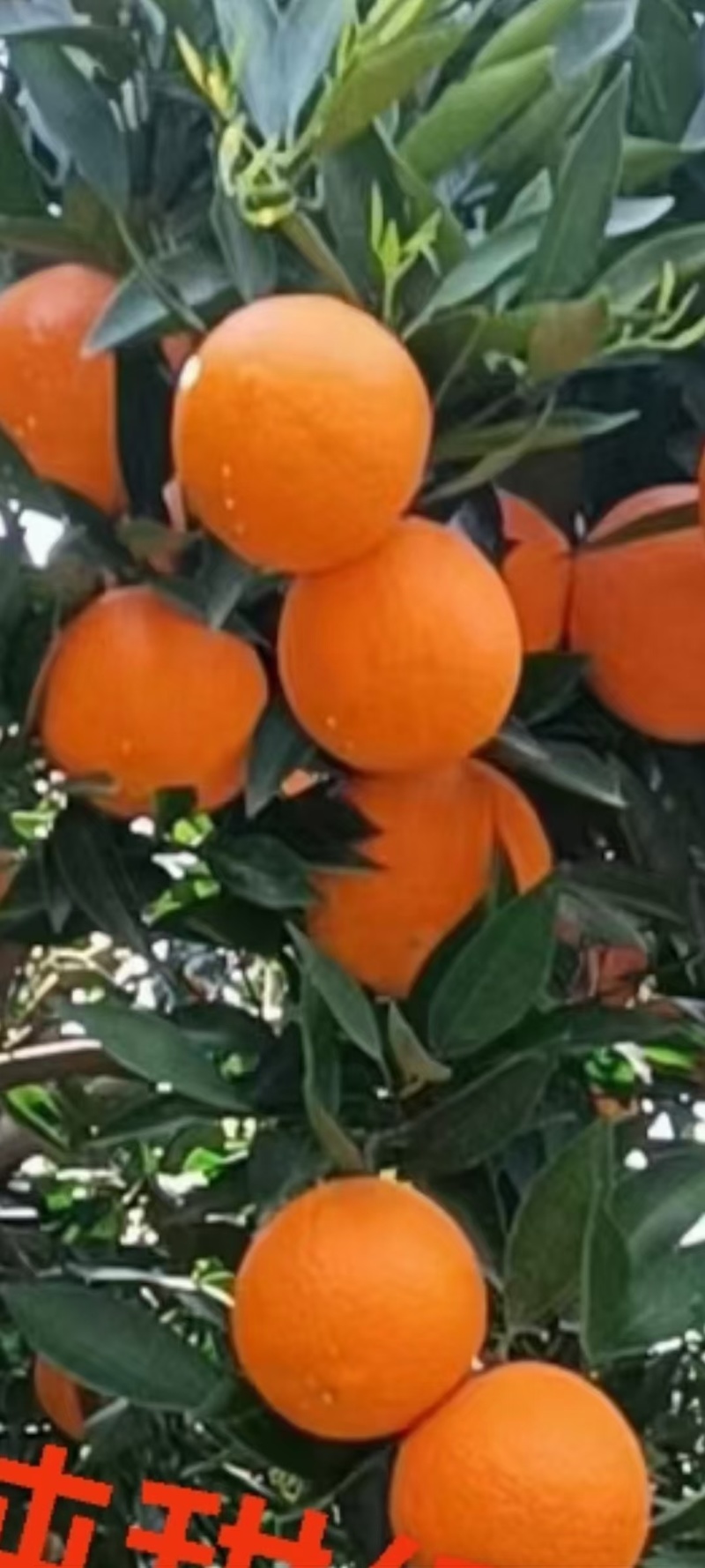 重庆巫山晚橙🍊🍊