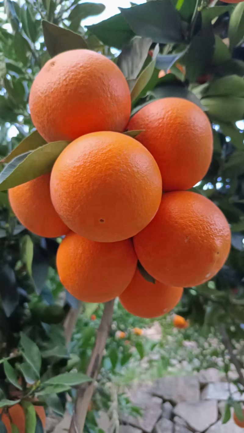 重庆巫山晚橙🍊🍊