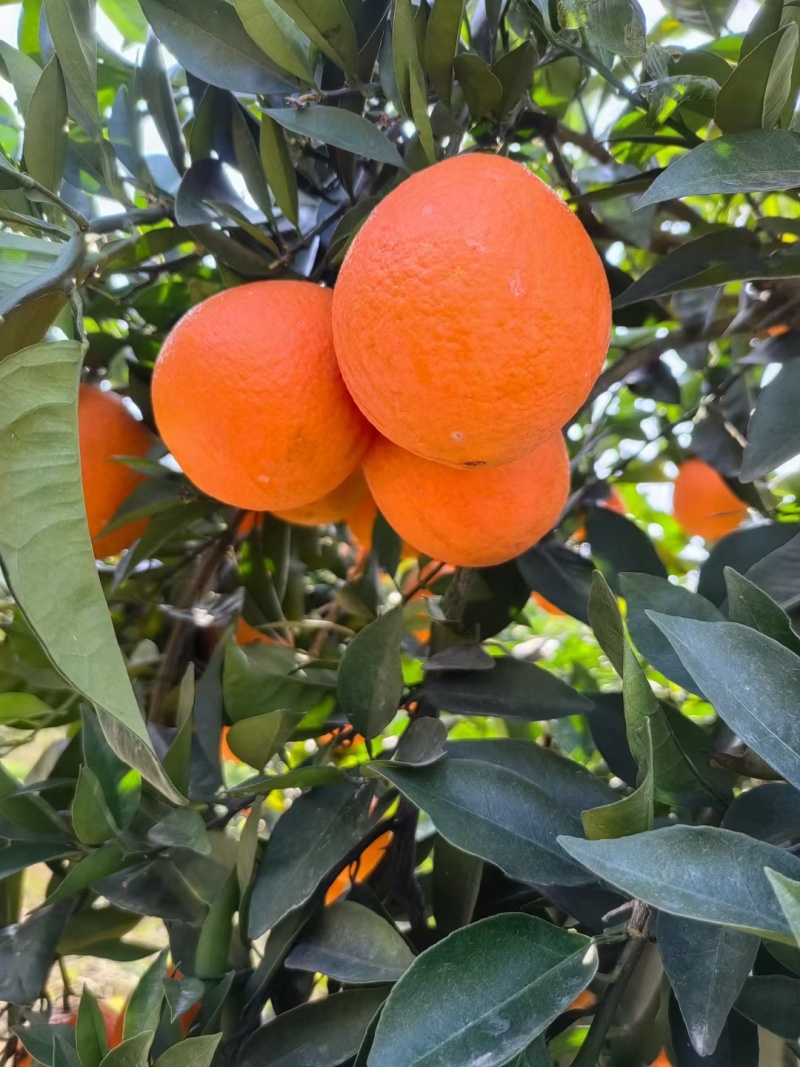 重庆巫山晚橙🍊🍊