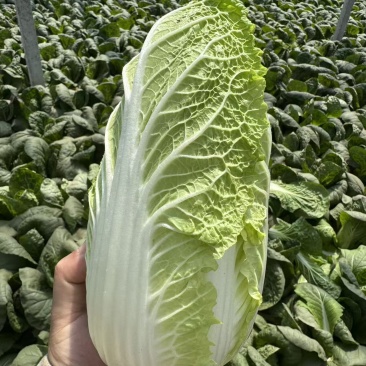 娃娃菜