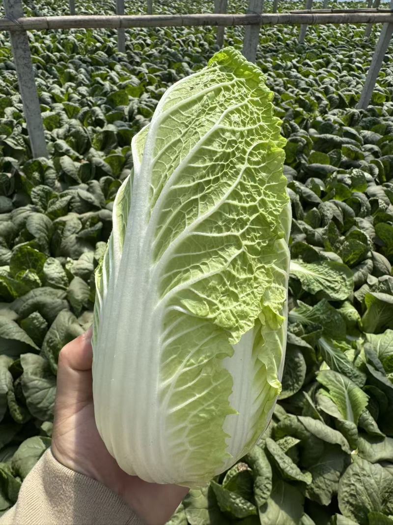 娃娃菜
