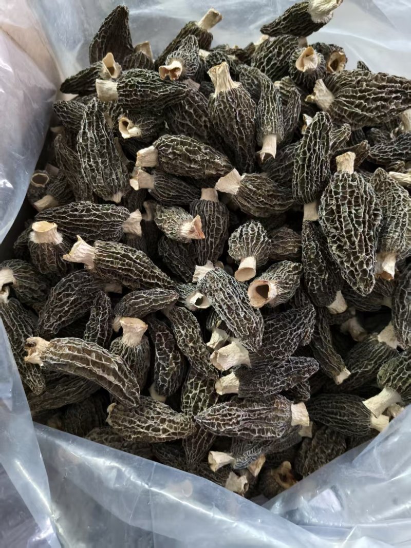 羊肚菌