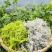 中国长寿之乡湖南麻阳雪茶