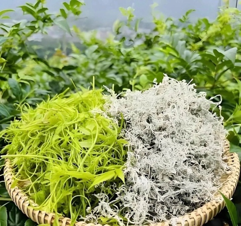 中国长寿之乡湖南麻阳雪茶