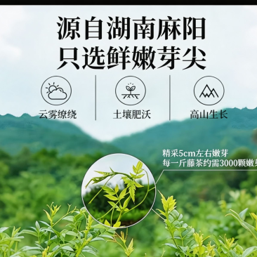中国长寿之乡湖南麻阳雪茶
