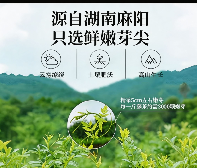 中国长寿之乡湖南麻阳雪茶