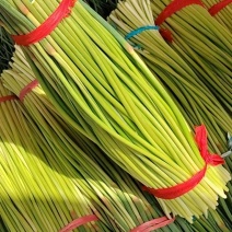 河南淮阳蒜苔大量上市新鲜采摘品质有保障，产地直发