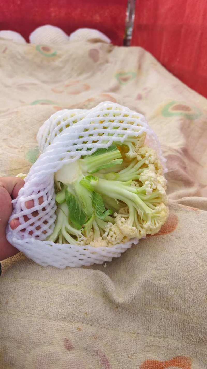 陕西花菜松花菜青梗产地直发代发全国