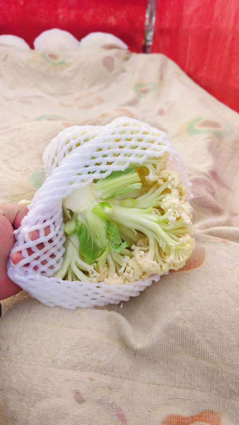 陕西花菜松花菜青梗产地直发代发全国