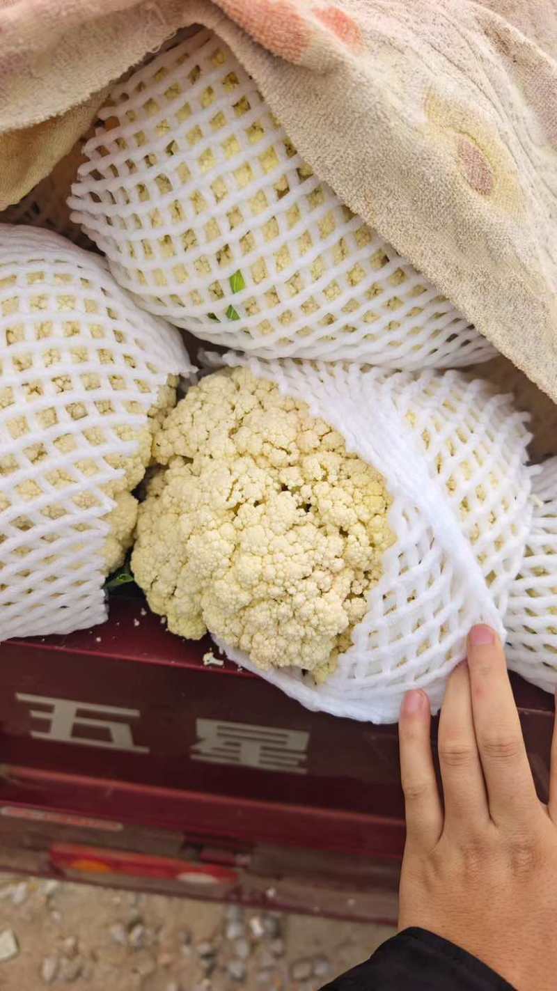 陕西花菜松花菜青梗产地直发代发全国